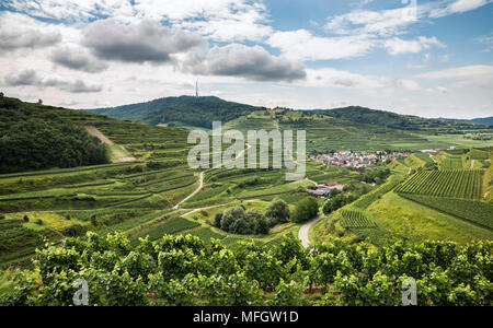 Terrassierten Weinbergen in der Nähe von Dorf Oberbergen, Berg Totenkopf (557 m), Breisgau-Hochschwarzwald, Kaiserstuhl, Baden-Württemberg, Deutschland, Europa Stockfoto