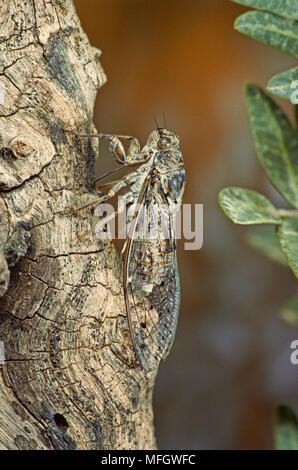 Europäische ZIKADE (Cicada orni) fotografiert Fütterung auf einen Olivenbaum in Frankreich Stockfoto