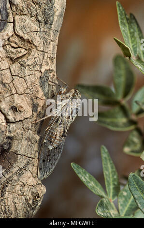Europäische ZIKADE (Cicada orni) fotografiert Fütterung auf einen Olivenbaum in Frankreich Stockfoto