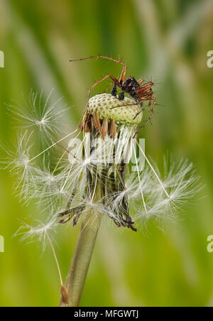 LYNX Spider (Oxyopidae Oxyopes sp) - männlich Korfu Stockfoto