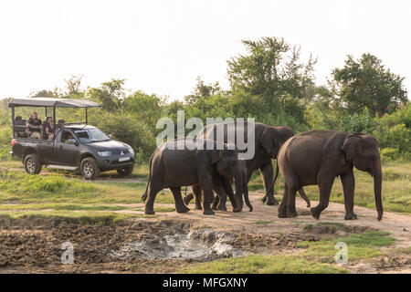 Touristen in einem 4x4 gerade eine Gruppe von Asiatischen Elefanten in Udawalawe National Park, Sri Lanka, Asien Stockfoto