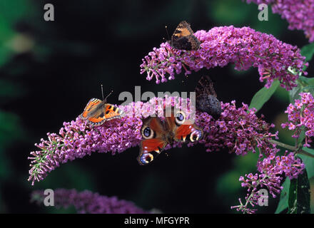 Pfauen & kleine TORTOISESHELLS Inachis io & Nymphalis urticae vier Schmetterlinge auf sommerflieder Stockfoto