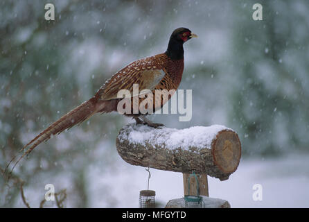 Fasan Phasianus colchicus Männlich auf Bird Feeder in Schneesturm Stockfoto