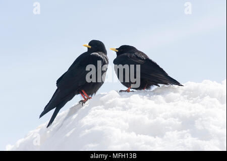 Ein paar Alpine Chough Alpenkrähe, oder Yellow-Billed (Ochotonidae), manchmal auch Bayern, deutschen und österreichischen Alpen. Stockfoto