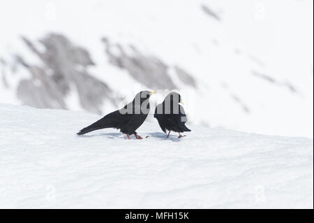 Ein paar Alpine Chough Alpenkrähe, oder Yellow-Billed (Ochotonidae), manchmal auch Bayern, deutschen und österreichischen Alpen. Stockfoto