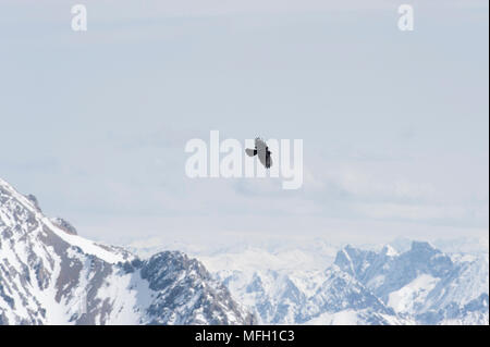 Alpine Chough Alpenkrähe, oder Yellow-Billed (Ochotonidae), manchmal auch im Flug, Bayern, deutschen und österreichischen Alpen. Stockfoto