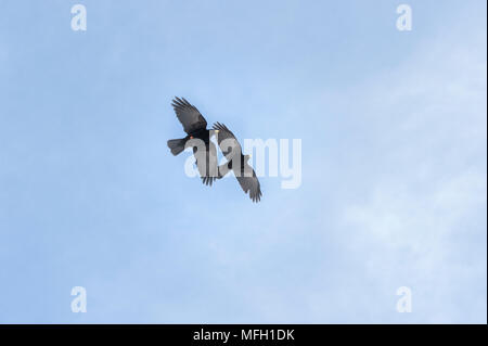 Ein paar Alpine Chough Alpenkrähe, oder Yellow-Billed (Ochotonidae), manchmal auch Bayern, Deutsche Alpen Stockfoto