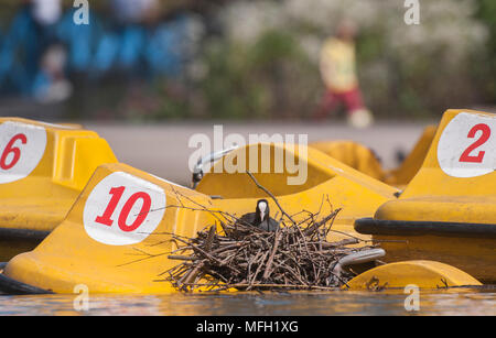 Blässhuhn oder Eurasische Blässhuhn (Fulica atra), erwachsenen Vogel sitzt auf Nest auf ein Tretboot in der See zum Bootfahren am Regent's Park, London, Vereinigtes Königreich, Stockfoto