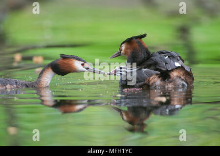 Paar Haubentaucher (Podiceps cristatus), Fütterung Küken auf der Rückseite, Regent's Park, London, Großbritannien, Britische Inseln Stockfoto