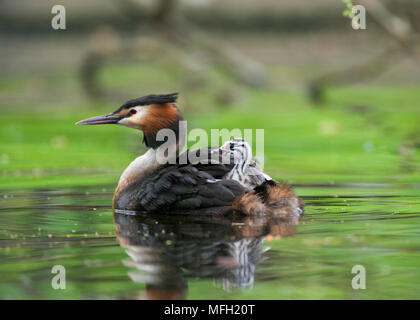 Haubentaucher (Podiceps cristatus), übergeordnete Vogel mit einem Küken auf dem Rücken, Regents Park, London, briitish Inseln, Großbritannien Stockfoto