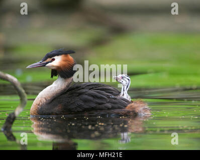 Haubentaucher (Podiceps cristatus), übergeordnete Vogel mit einem Küken auf dem Rücken, Regents Park, London, briitish Inseln, Großbritannien Stockfoto