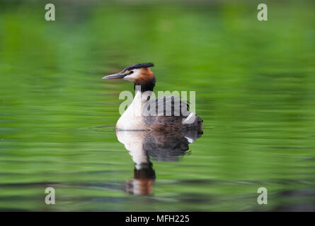 Haubentaucher (Podiceps cristatus), Regent's Park, London, Großbritannien, Britische Inseln Stockfoto