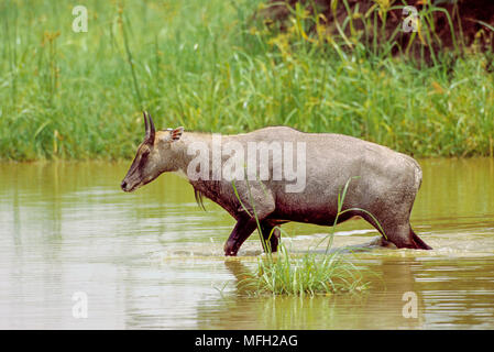 Männliche Nilgai oder Blue Bull, (Boselaphus tragocamelus), Wandern durch Sumpfgebietlebensraum, Keoladeo Ghana National Park, Bharatpur, Rajasthan, Indien Stockfoto