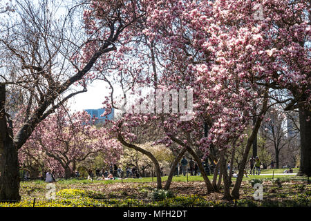 Central Park im Frühling, NYC, USA Stockfoto