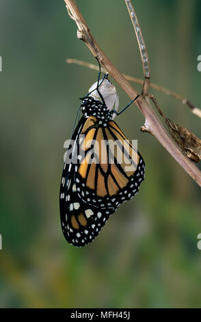 Monarchfalter Danaus plexippus trocknen Flügel nach aufstrebenden von chrysalis Stockfoto