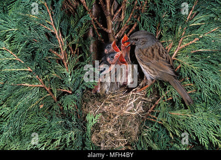 DUNNOCK oder HEDGE SPARROW Phasianus colchicus füttern Junge im Nest Stockfoto