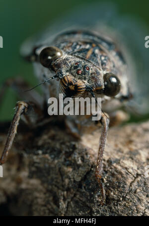 Zikade Cicada orni Stockfoto