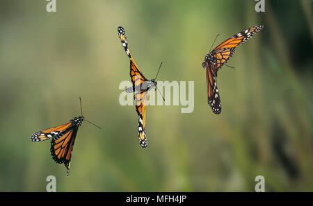 Monarchfalter Danaus plexippus im Flug Stockfoto