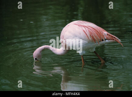 JAMES'S oder PUNA FLAMINGO Phoenicoparvus jamesi Nahrungssuche im Wasser Stockfoto