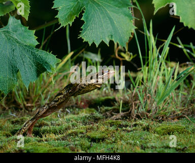 Grasfrosch Rana temporaria springen Stockfoto