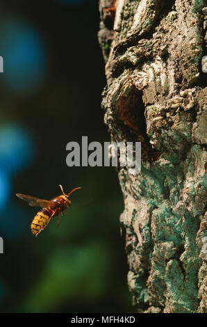 HORNET im Flug zu Nest Vespa crabro Stockfoto