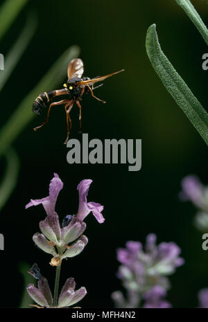 THICK-headed FLY Physocephala nigra im Flug Stockfoto