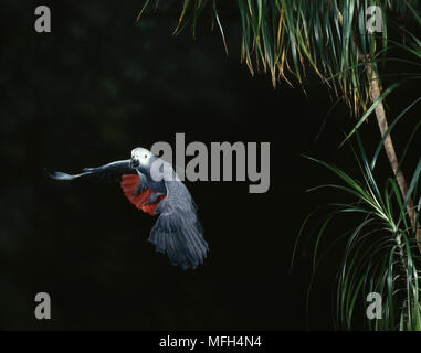 Graupapagei Psittacus erithacus im Flug Stockfoto