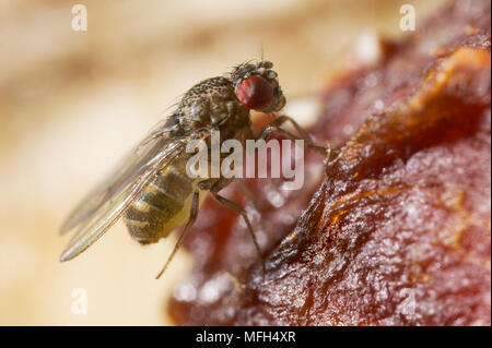 Fruchtfliege auf Obst Drosophila sp. Stockfoto