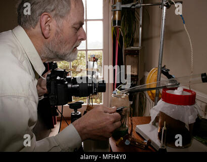 STUDIO EINRICHTEN für das Fotografieren von FRUCHTFLIEGEN Drosophila sp. im Flug, bei Verwendung von High Speed Flash Stockfoto