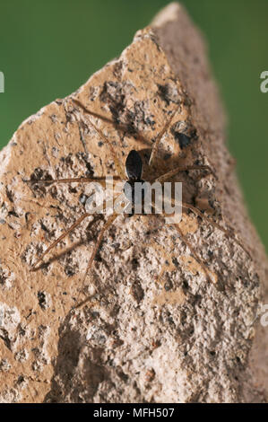 CRAB SPIDER männlichen Philodromus dispar Stockfoto