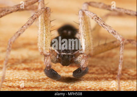 CRAB SPIDER männlichen Philodromus dispar Stockfoto