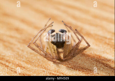 CRAB SPIDER männlichen Philodromus dispar vorgibt, tot. Stockfoto