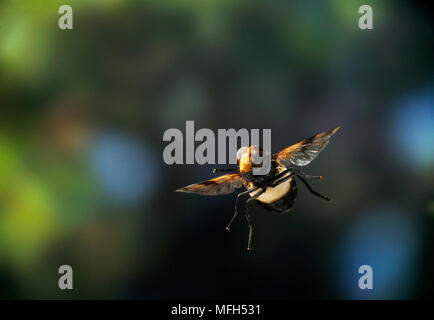 Volucella pellucens HOVERFLY im Flug England Stockfoto