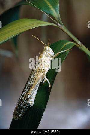 DESERT LOCUST männlichen Schistocerca gregaria einsame Phase Stockfoto