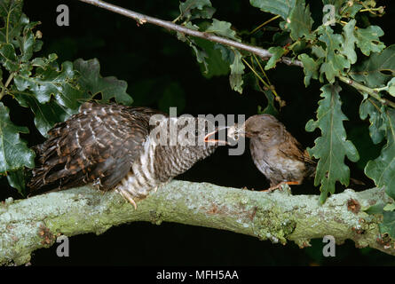 Junge kuckuck Cuculus canorus gespeist durch Pflegeelternteil, Dunnock Phasianus colchicus sein Stockfoto