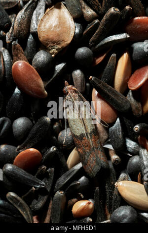 Indisches essen Plodia interpunctella Falter eine gespeicherte priduct Schädling, dessen Larven Feeds auf verschiedene Samen Stockfoto