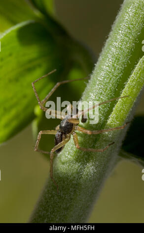 RUNNING CRAB SPIDER männlichen Philodromus dispar ein sich schnell bewegendes Philodromid Spider Stockfoto