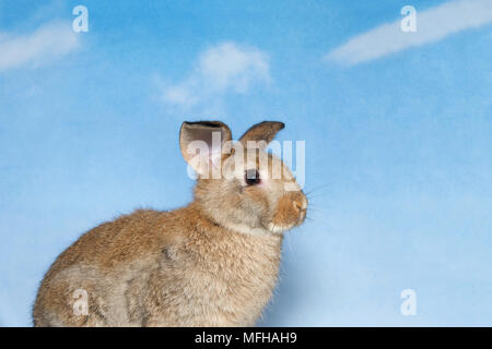 Brown Bunny mit blauen bewölkten Himmel Hintergrund. Ein Hauskaninchen, besser bekannt als Haustier Kaninchen, ein Hase oder ein Kaninchen Kaninchen ist einer der inländischen Stockfoto