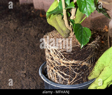 Hibiscus pflanzen Wurzel gebunden, in den Garten durch die behandschuhten Hände transplantiert werden. Stockfoto