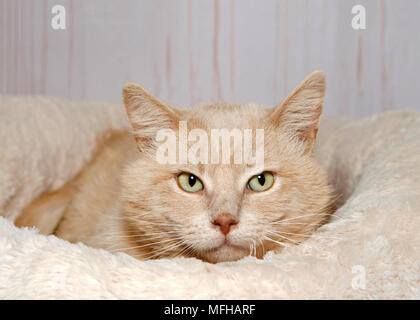 Porträt einer verdünnten orange tabby Katze mit gelben, grünen Augen hockte in einem flauschig weiches Bett im Viewer. Helles Holz Wand Hintergrund. Stockfoto