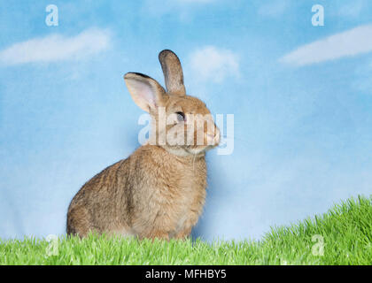 Porträt eines braunen adorable Baby Bunny zu Zuschauern recht suchen, im grünen Gras stehend, blauem Himmel mit Wolken. Platz kopieren Stockfoto