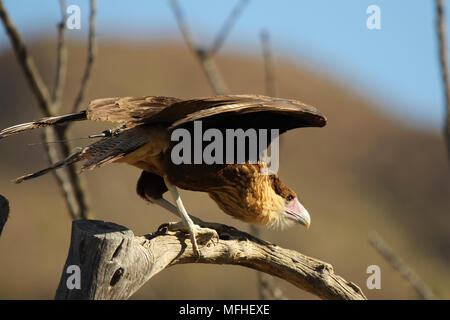 Ein jugendlicher Crested Karakara, die von einem Barsch unter einer Wüste Berg. Stockfoto