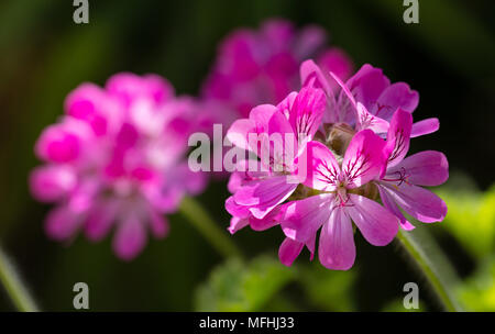 Citronella Geranien, natürliche Mückenschutz, auf dunklem Hintergrund Stockfoto