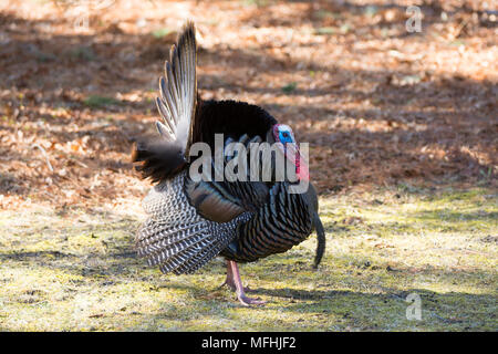 Ein Mann (Tom) Türkei auf Cape Cod, Massachusetts, USA Stockfoto