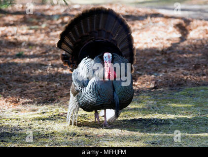 Ein Mann (Tom) Türkei auf Cape Cod, Massachusetts, USA Stockfoto