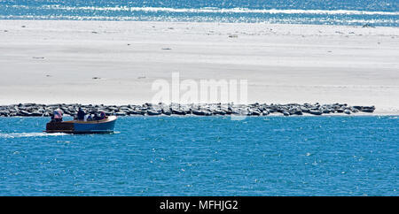 Eine Dichtung Tour führt eine Reihe von Sonnenbaden Kegelrobben auf Cape Cod, USA Stockfoto