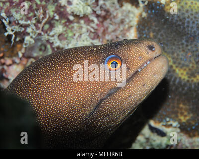 Goldene schwanz Muränen (Gymnothorax miliaris). OLYMPUS DIGITALKAMERA mit 60-mm-Makroobjektiv. vor der Küste von Petit St. Vincent die Grenadinen Stockfoto