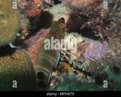 Rot-gepunktete Fischfreundschaften (Amblycirrhitus Pinos). OLYMPUS DIGITALKAMERA mit 60-mm-Makroobjektiv. vor der Küste von Petit St. Vincent die Grenadinen Stockfoto
