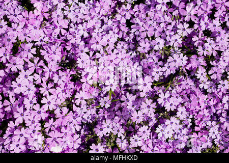 Mat der Phlox subulata oder schleichende Phlox oder Moos phlox oder Moos rosa oder Berg phlox in Rosa Stockfoto