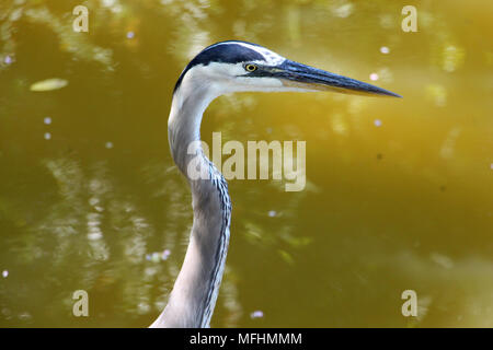 Great Blue Heron (Ardea herodias) closeup - Delray Beach, Florida, USA Stockfoto